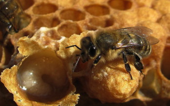Пчелиное маточное молочко — применение для здоровья