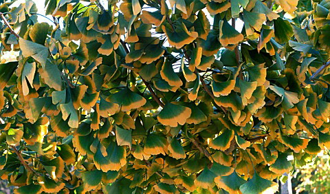 Листья гингко билоба