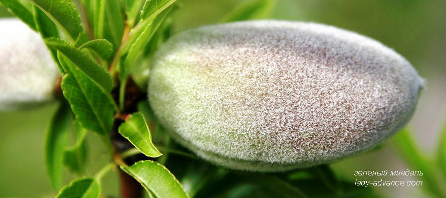 Зеленый миндаль — полезный продукт для здоровья