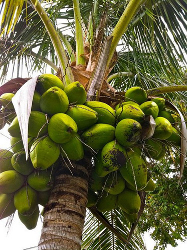 кокосовое дерево