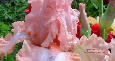 Цветы ирисы — сказочная праздничная феерия