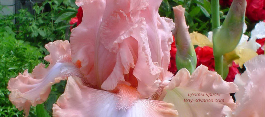 Цветы ирисы — сказочная праздничная феерия
