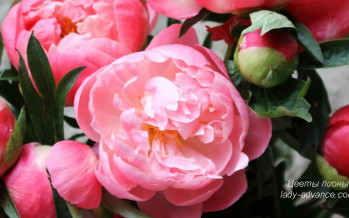 Изюминка весны – благоухающие цветы пионы. Фото