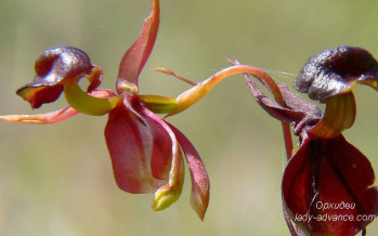 Завораживающие орхидеи. Фото цветов и их любовные интриги