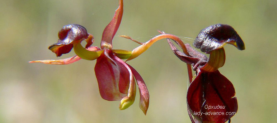 Завораживающие орхидеи. Фото цветов и их любовные интриги