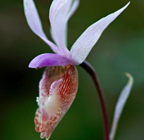 Орхидея дикая Каллипсо