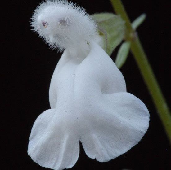 призрак орхидея