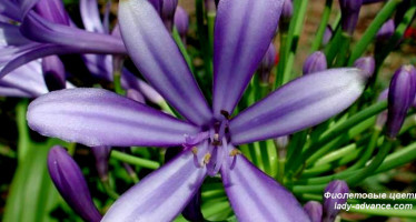Самые красивые растения с фиолетовыми цветами