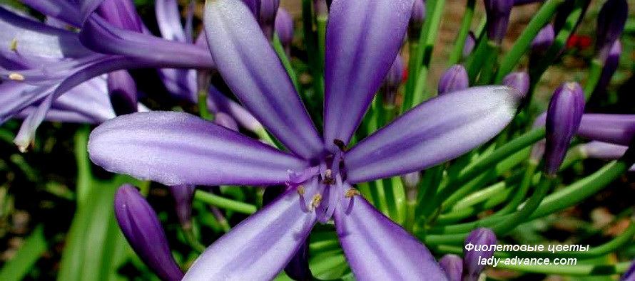 Самые красивые растения с фиолетовыми цветами