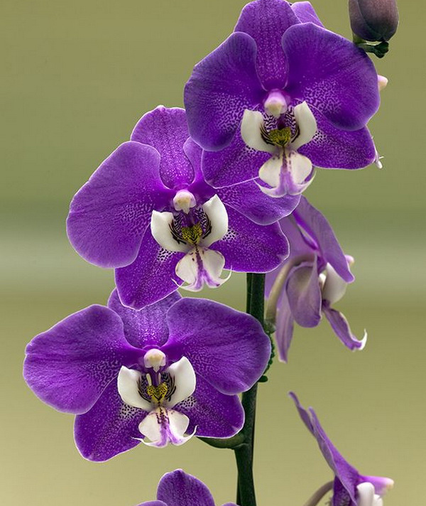 фиолетовая орхидея