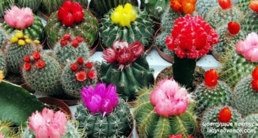 Цветущие кактусы защищают от старости и болезней