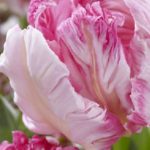 бело-розовый тюльпан